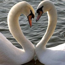 Deutschland » 323 Hektar Rosen zum Valentinstag Deutschland » 323 Hektar Rosen zum Valentinstag